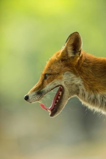 European Red Fox