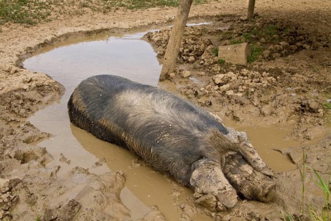 Big Black Pig in Mud Shoal