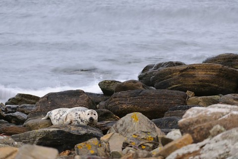 Grey Seal