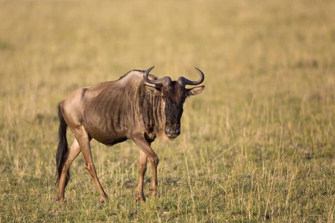 Western blue wildebeest