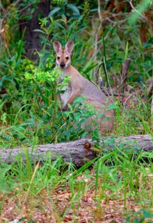 Red-naped wallaby