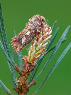 Pine beauty
