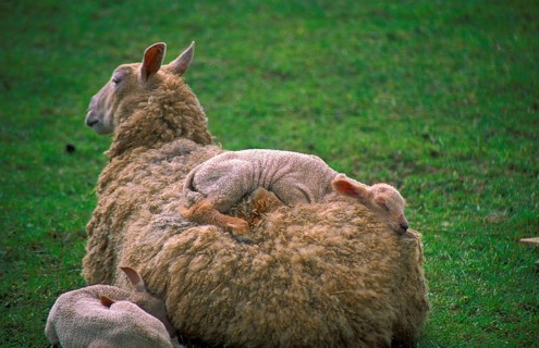 Blue-faced Leicester sheep. Sheep and sleeping lambs