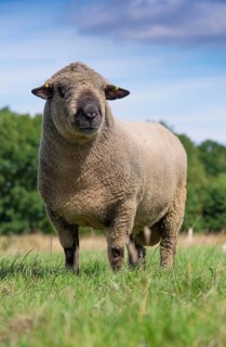 Domestic Sheep