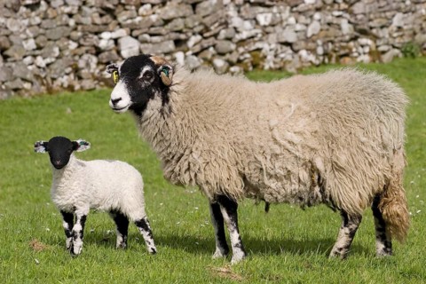 Domestic sheep