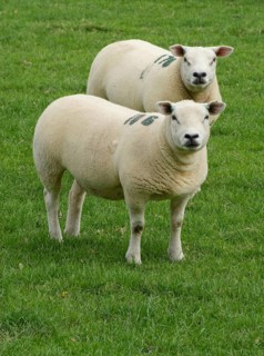 Domestic Sheep