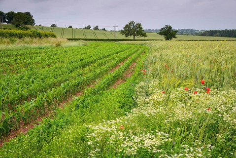 Maize