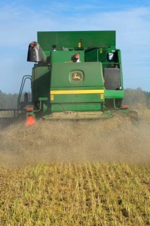 Oilseed rape