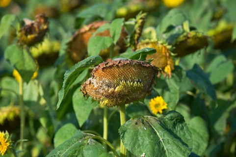 Sunflower harvest