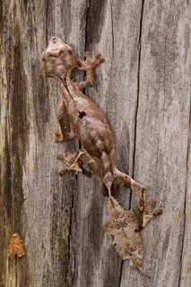 Leaf tailed Gecko