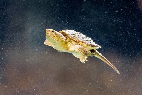 Common Snapping Turtle