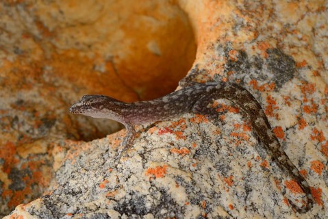Marbled Leaf-toed Gecko