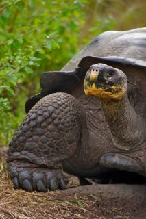Testudo elephantopus porteri porteri porteri