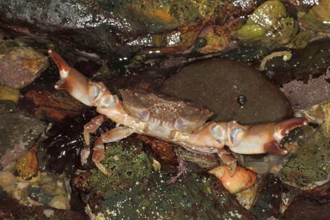Xantho incisus