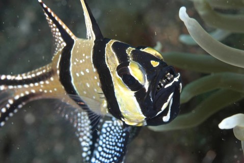 Banggai Cardinalfish