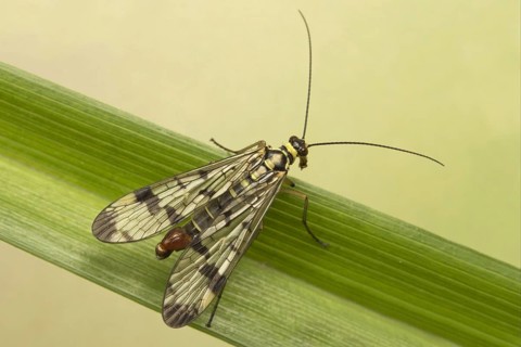 Common Scorpionfly