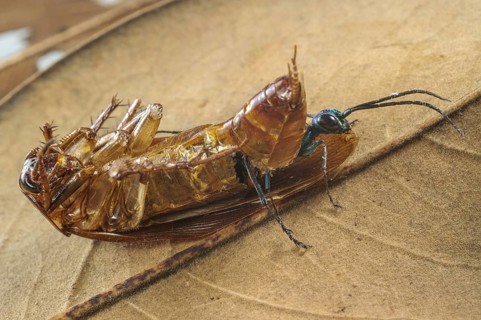 Emerald cockroach wasp