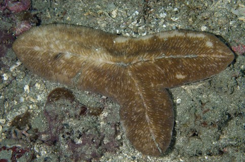Tongue fungus coral