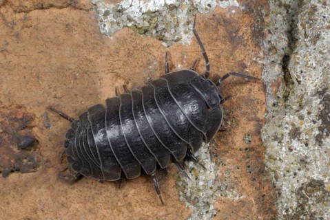 Southern Pill Woodlouse