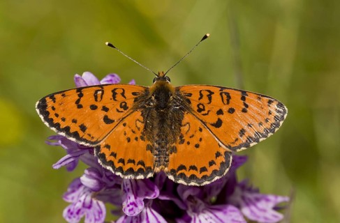 Spotted Fritillary