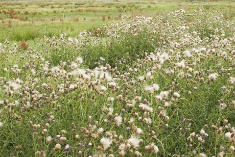 Mass of creeping thistle