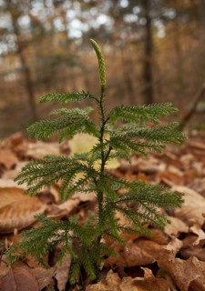 Blue Ground-cedar