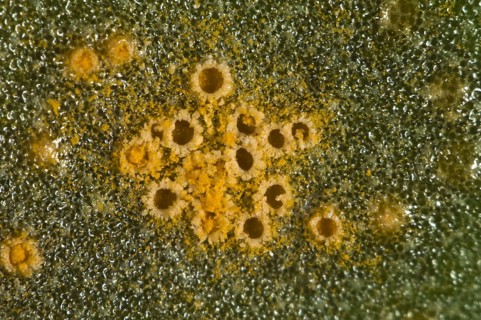 Microphotograph of the aecia of groundsel