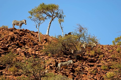 Hartmann's Mountain Zebra
