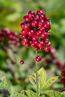Eurasian Baneberry