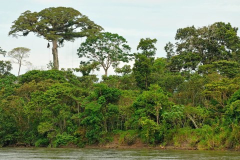 Napo River