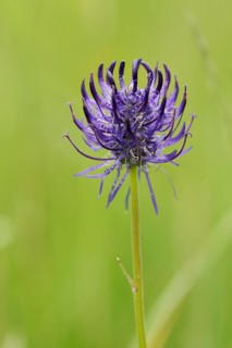 Spherical Devil's Claw