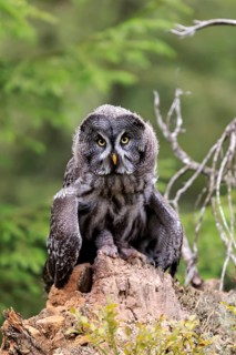 Great Grey Owl