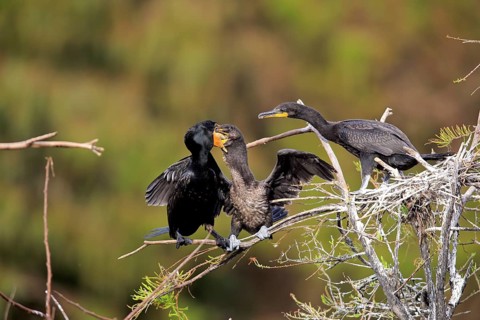 Olivaceous cormorant