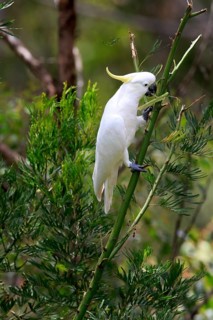 Sulphur-crested cockatoo
