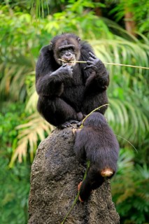Chimpanzee