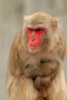 Red-faced macaque