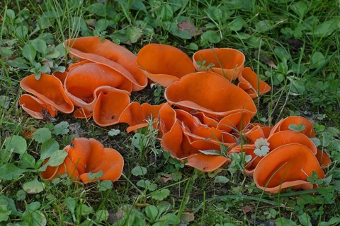 Common orange cupling