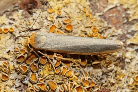 Common lichen bear