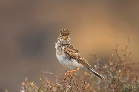 Lesser lesser short-toed lark