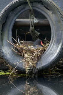 Common Moorhen