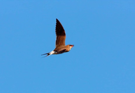 Collared Pratincole