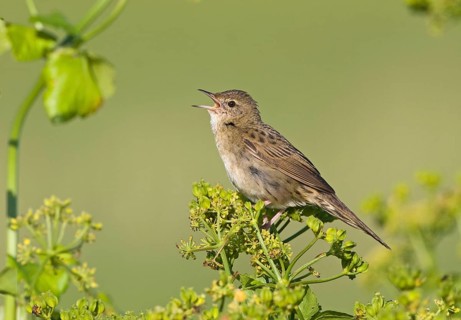 Grasshopper Warbler