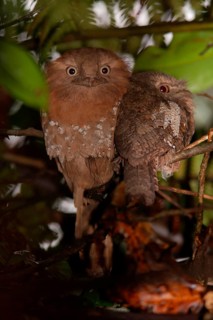 Sri Lanka sri lanka frogmouth
