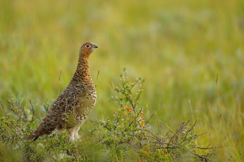 Willow Grouse