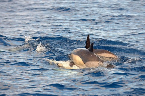 Short-beaked Common Dolphin
