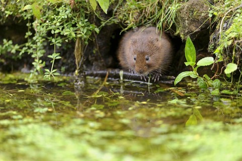 Eastern vole