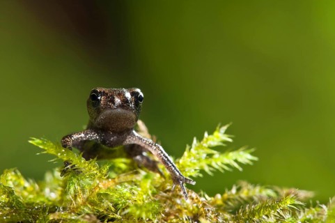 Common toad