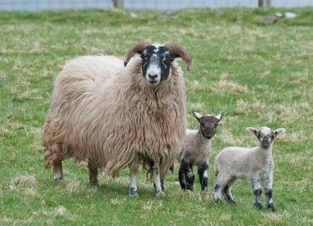 Domestic Sheep