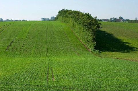 Field with seedling cereal crop and hedgerow