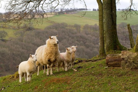 Domestic ewe